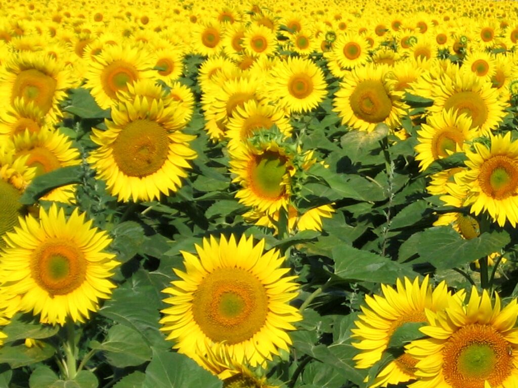 Слънчогледи в Добруджа